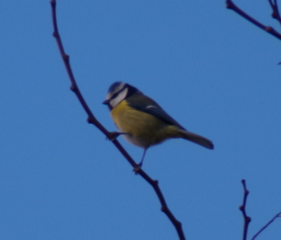 Mésange bleue en Haut du Village de Montjoire
