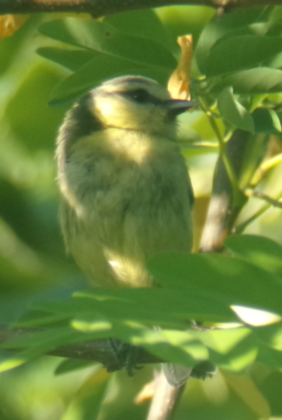 Mésange bleue Juvénile en Haut du Village de Montjoire