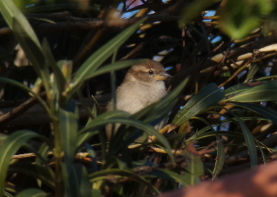 Moineau domestique en Haut du village de Montjoire